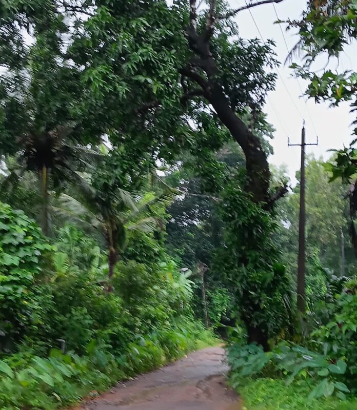 102 Nekkiladi Kolanthadi dangerous mango tree touching electricity wire Mardhala Grama Panchayat