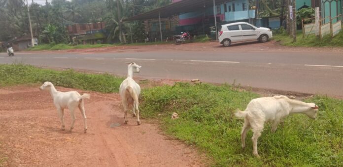 Kadaba Kalara main road stray goats issue Kadaba Pattana Panchayat action demanded