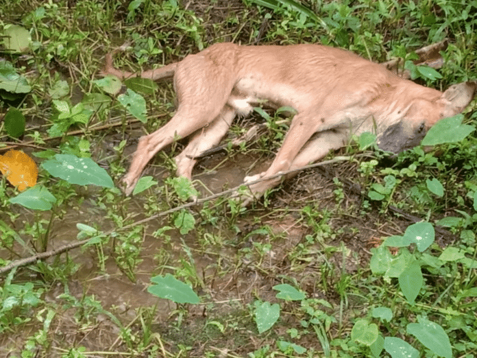 Kukke Subrahmanya Kollamogru broken electric line dog electrocution MESCOM rain alert