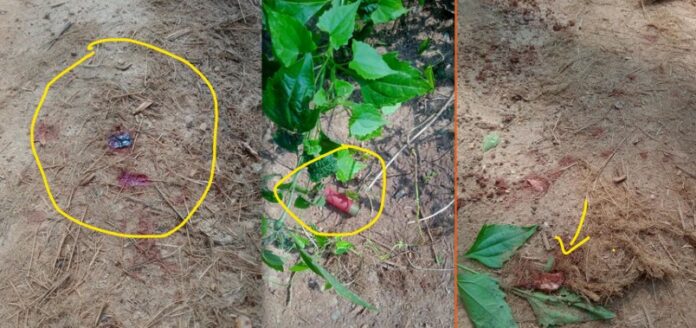 Kadaba Aithoor Mayipaje wild animal poaching shootout Subramanya forest range investigation