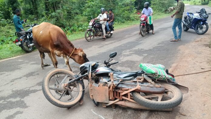 Kadaba Ontradka road accident bike falls after cow tied roadside comes across town panchayat inspection